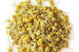 Chamomile